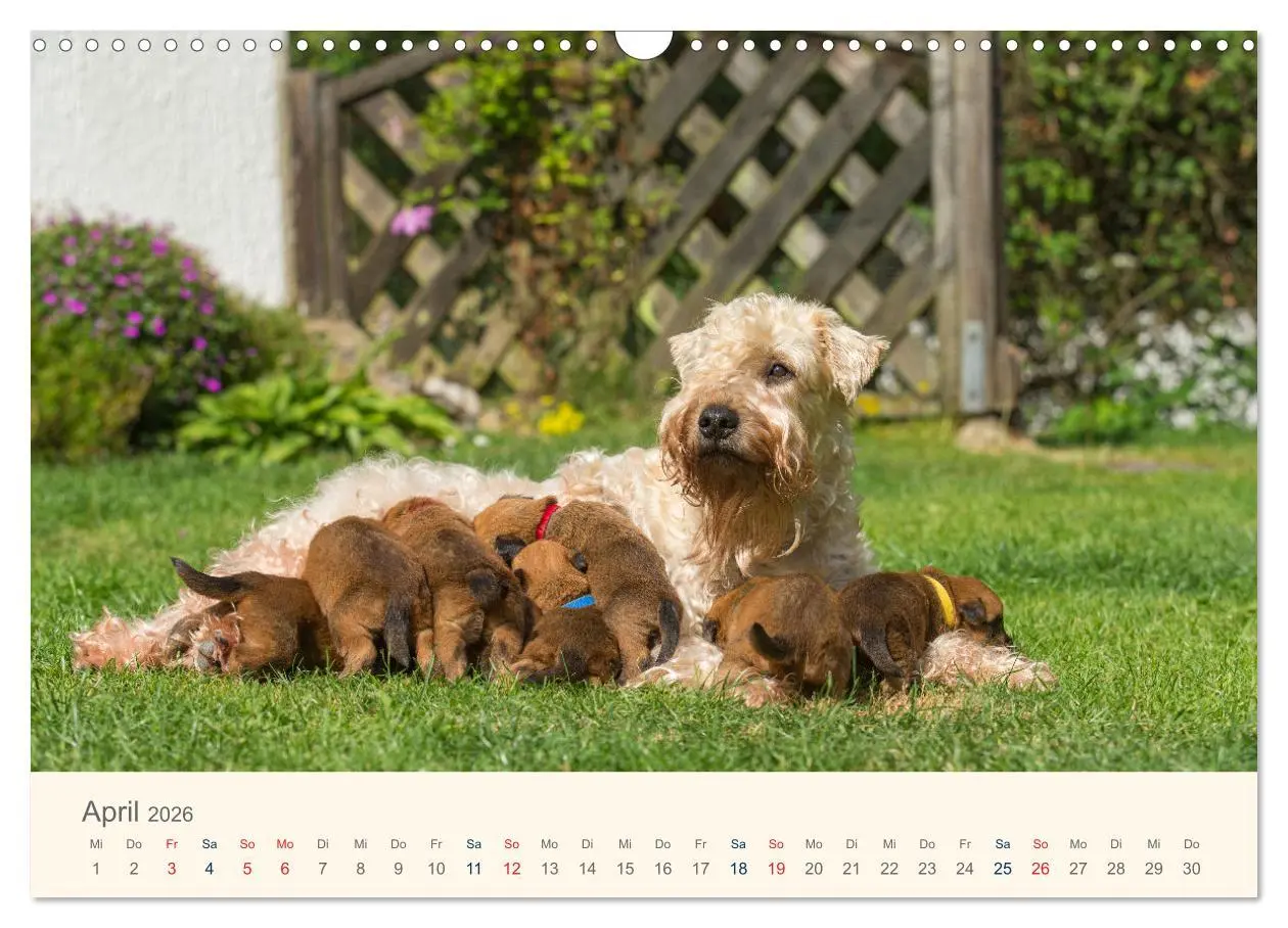 Bild: 9783457631577 | IRISH SOFT COATED WHEATEN TERRIER WELPEN 2026 (Wandkalender 2026...