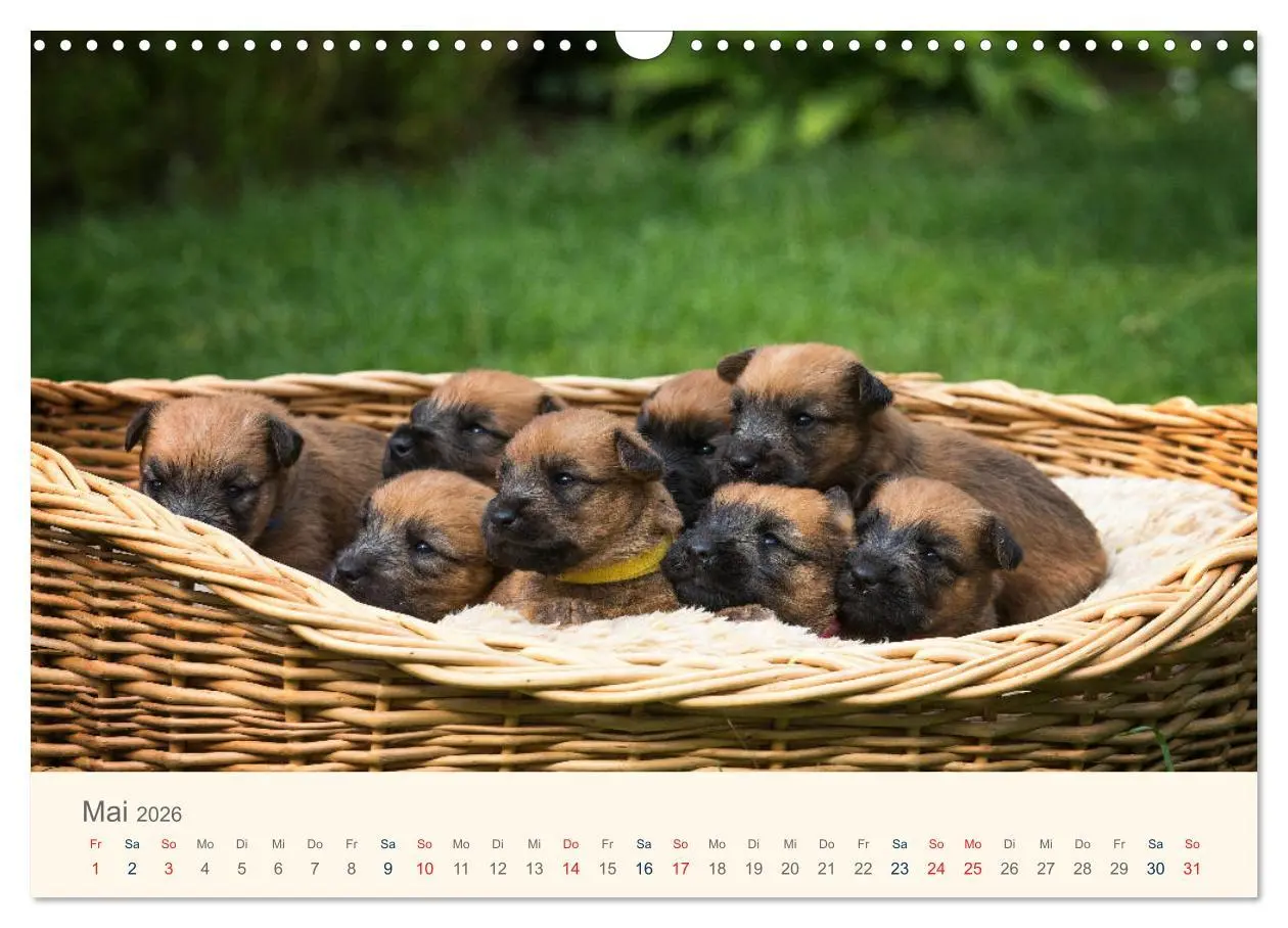 Bild: 9783457631577 | IRISH SOFT COATED WHEATEN TERRIER WELPEN 2026 (Wandkalender 2026...