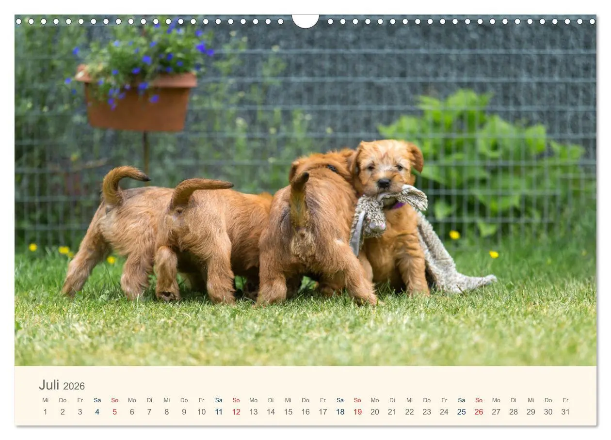 Bild: 9783457631577 | IRISH SOFT COATED WHEATEN TERRIER WELPEN 2026 (Wandkalender 2026...