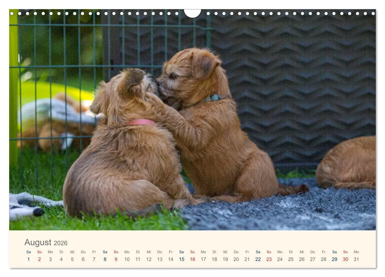 Bild: 9783457631577 | IRISH SOFT COATED WHEATEN TERRIER WELPEN 2026 (Wandkalender 2026...