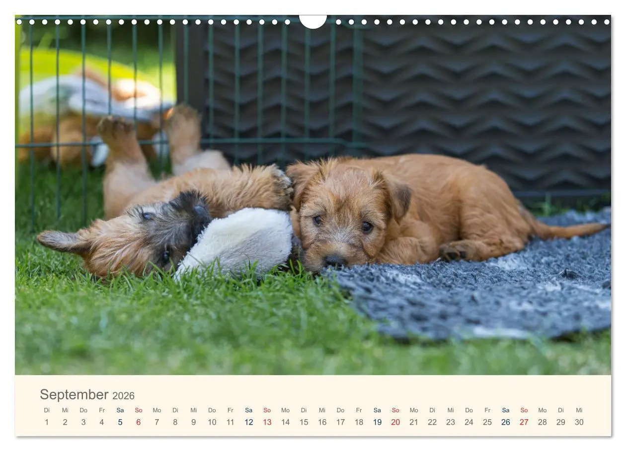 Bild: 9783457631577 | IRISH SOFT COATED WHEATEN TERRIER WELPEN 2026 (Wandkalender 2026...