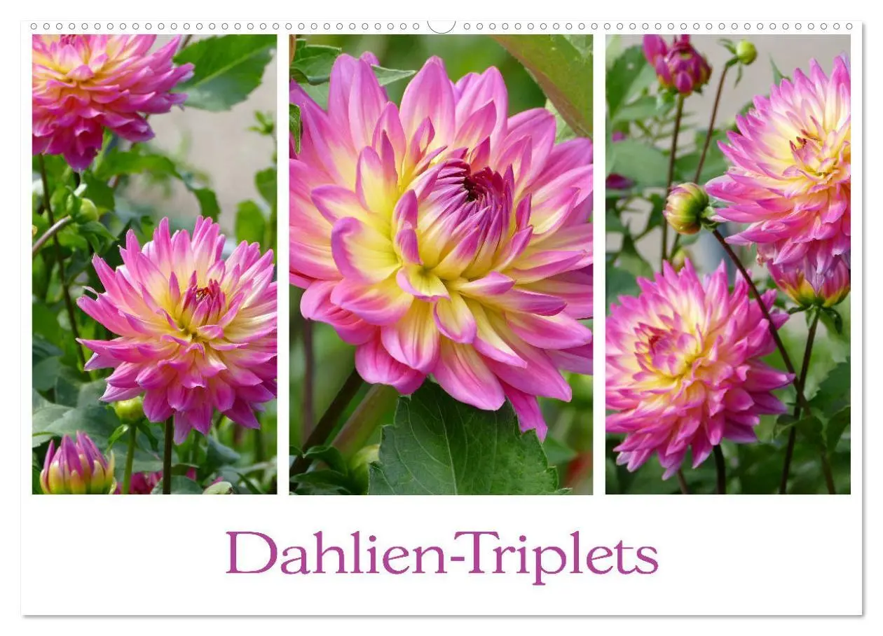 Cover: 9783457861677 | Dahlien-Triplets (Wandkalender 2026 DIN A2 quer), CALVENDO...