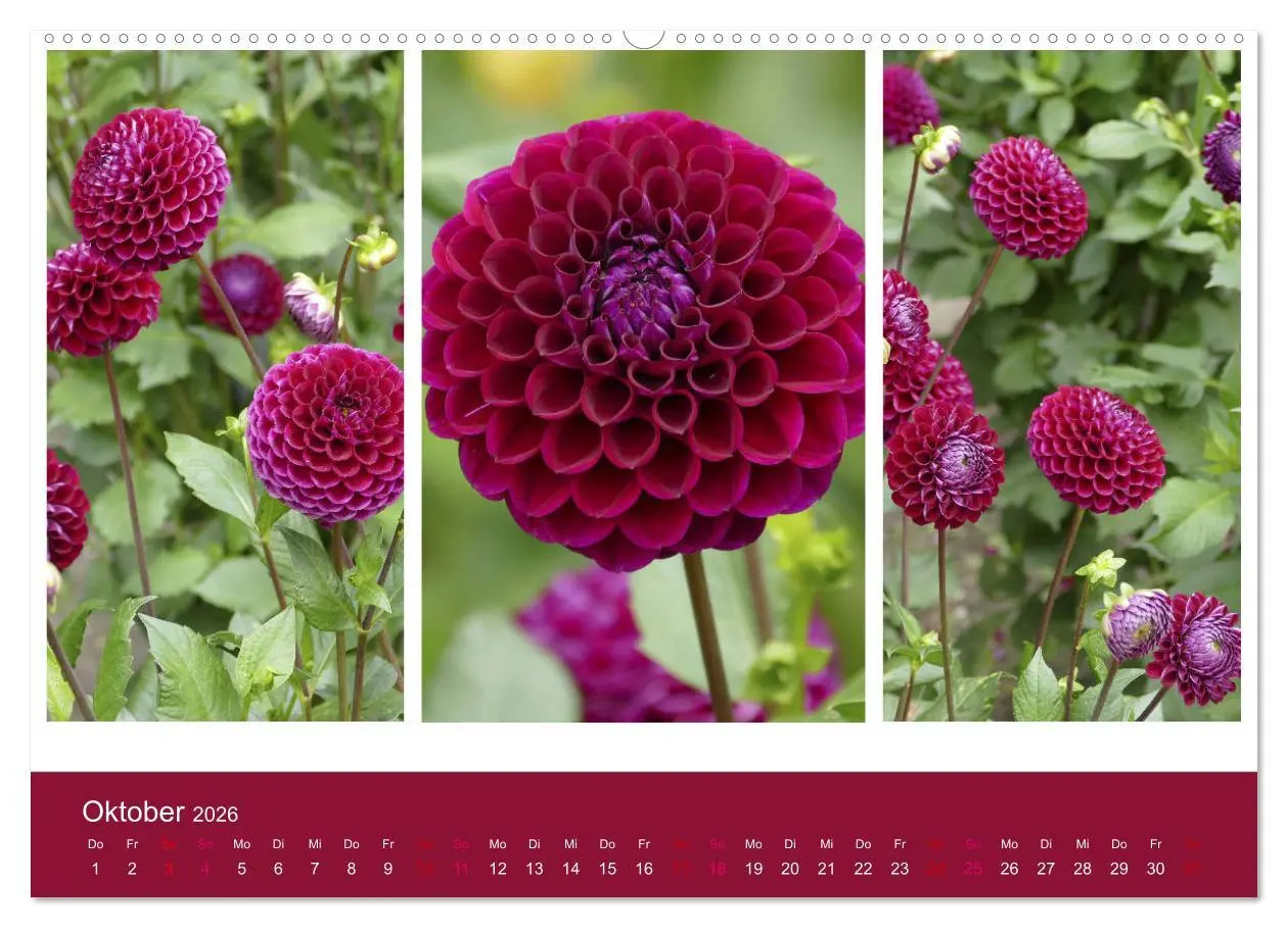 Bild: 9783457861677 | Dahlien-Triplets (Wandkalender 2026 DIN A2 quer), CALVENDO...
