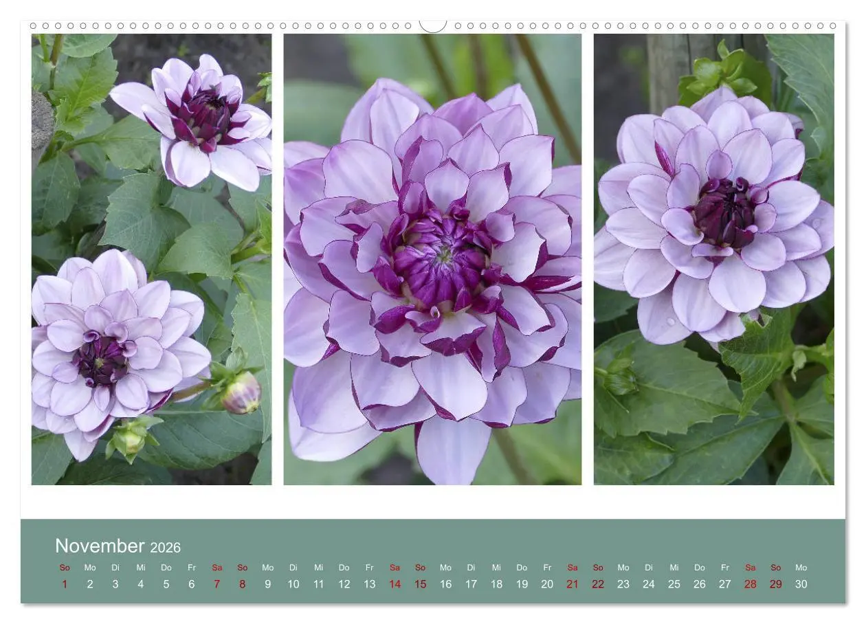 Bild: 9783457861677 | Dahlien-Triplets (Wandkalender 2026 DIN A2 quer), CALVENDO...
