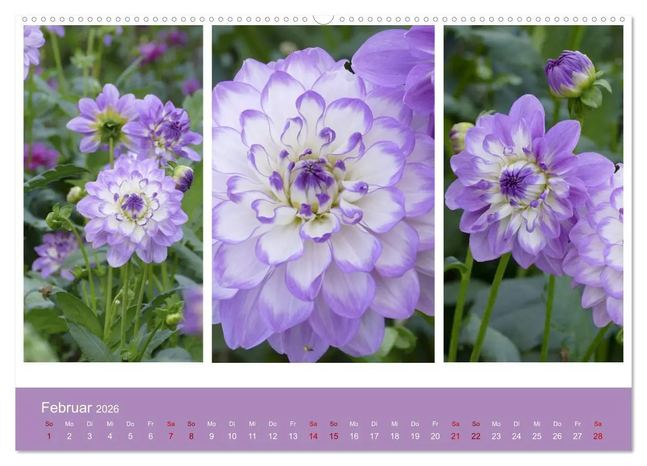 Bild: 9783457861677 | Dahlien-Triplets (Wandkalender 2026 DIN A2 quer), CALVENDO...