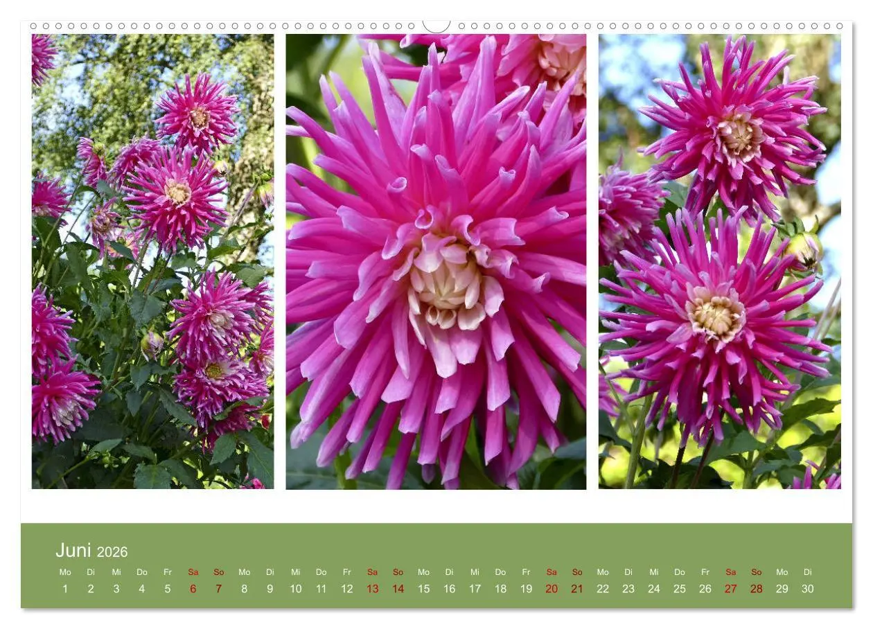 Bild: 9783457861677 | Dahlien-Triplets (Wandkalender 2026 DIN A2 quer), CALVENDO...