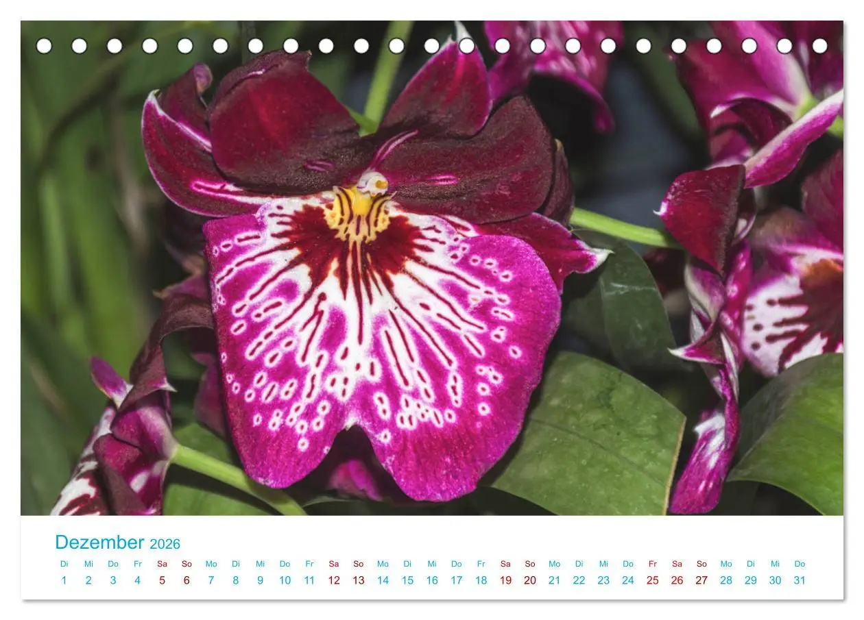 Bild: 9783457931677 | Die Königin der Blumenwelt, die Orchidee (Tischkalender 2026 DIN A5...