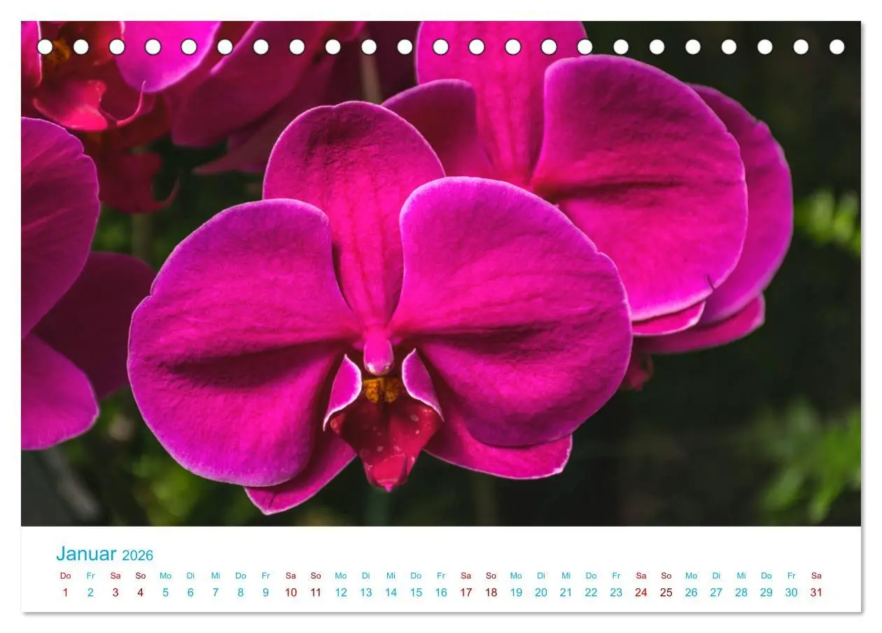 Bild: 9783457931677 | Die Königin der Blumenwelt, die Orchidee (Tischkalender 2026 DIN A5...