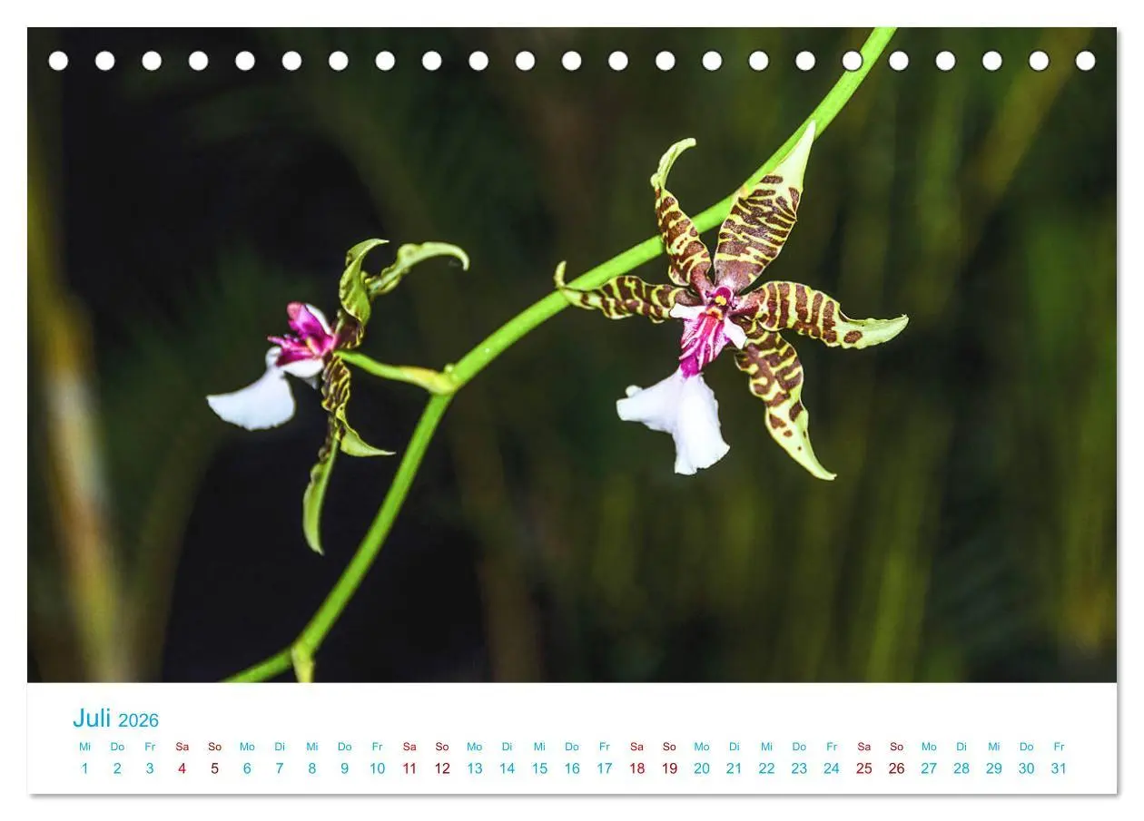 Bild: 9783457931677 | Die Königin der Blumenwelt, die Orchidee (Tischkalender 2026 DIN A5...