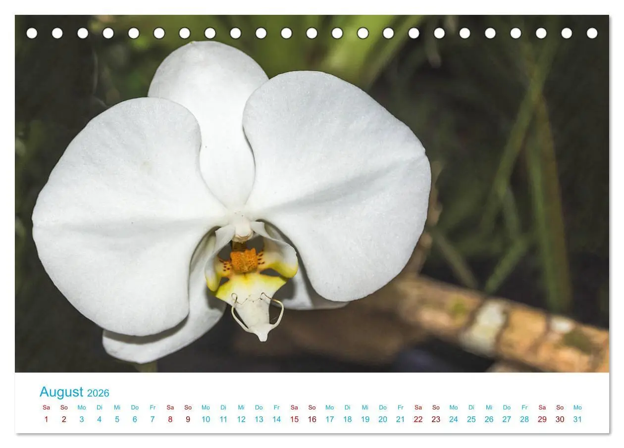 Bild: 9783457931677 | Die Königin der Blumenwelt, die Orchidee (Tischkalender 2026 DIN A5...