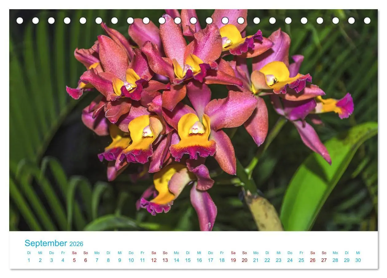 Bild: 9783457931677 | Die Königin der Blumenwelt, die Orchidee (Tischkalender 2026 DIN A5...