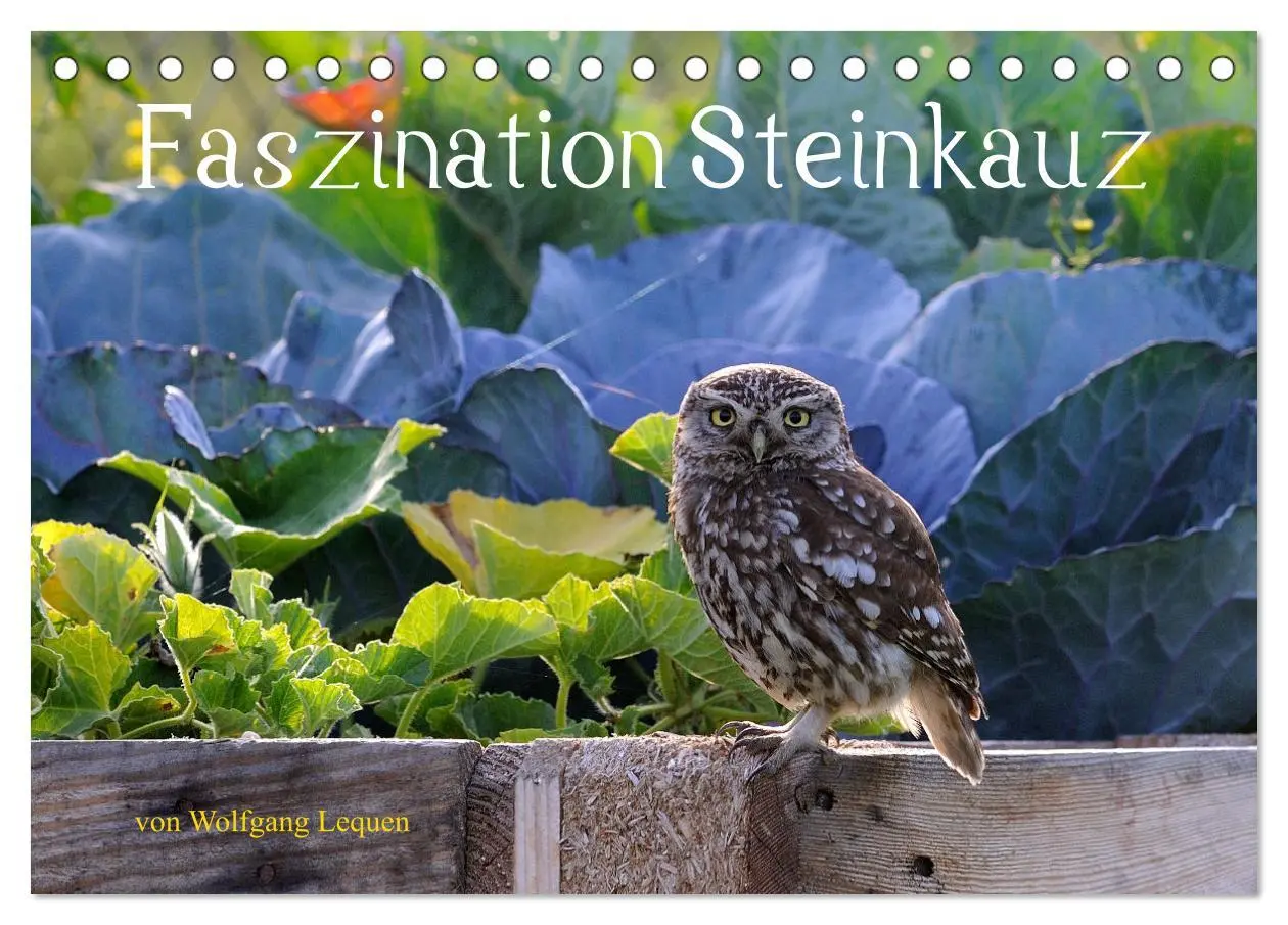 Cover: 9783457611777 | Faszination Steinkauz (Tischkalender 2026 DIN A5 quer), CALVENDO...