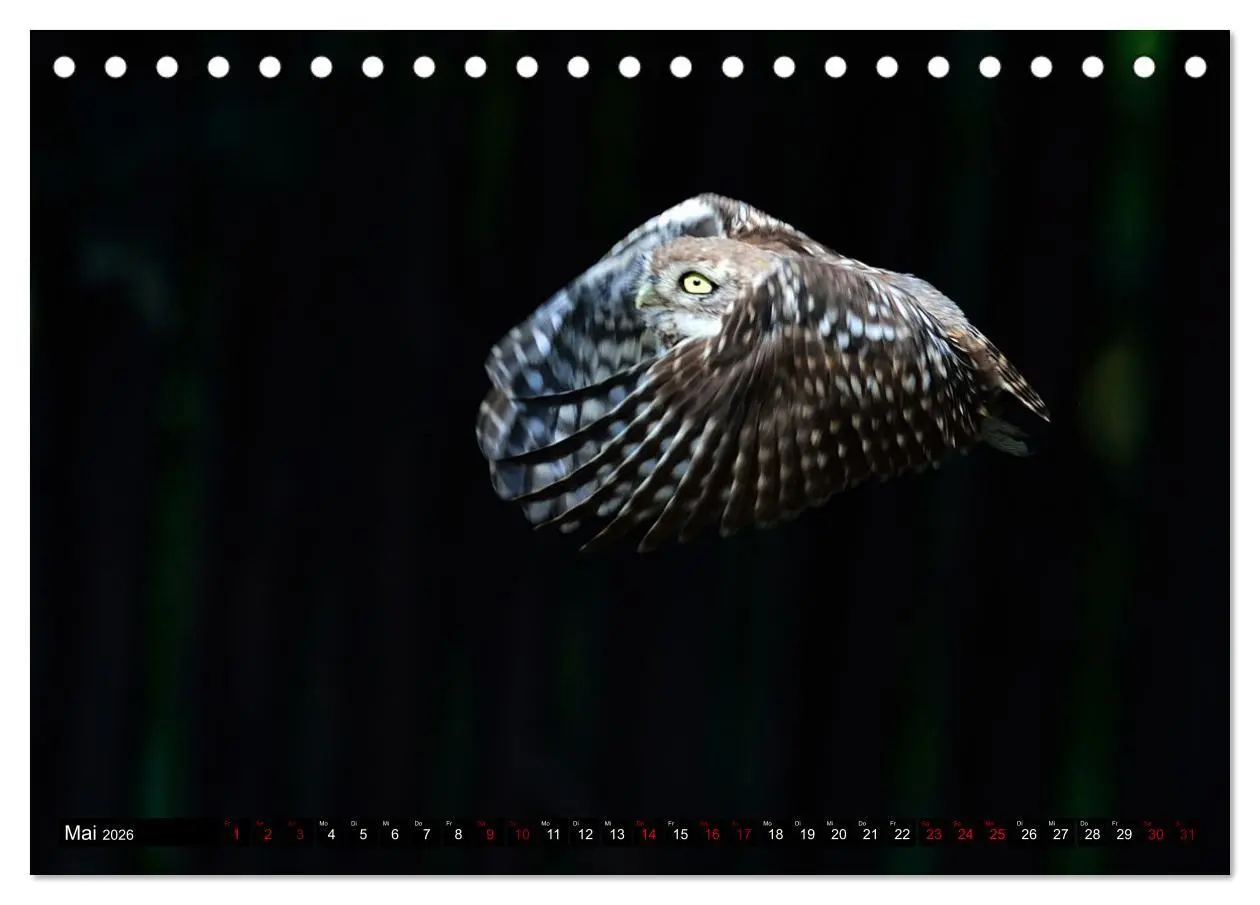 Bild: 9783457611777 | Faszination Steinkauz (Tischkalender 2026 DIN A5 quer), CALVENDO...
