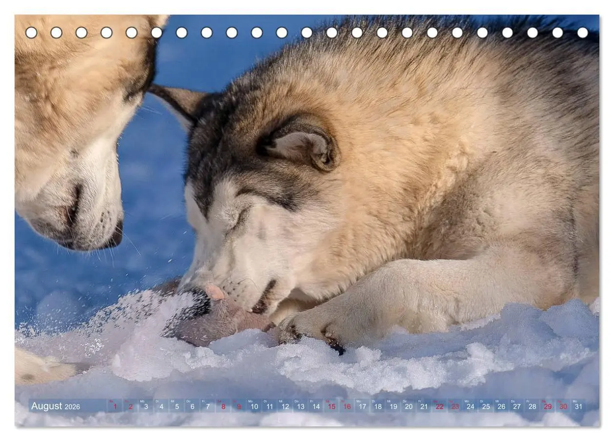 Bild: 9783457781777 | Alaskan Malamute in seinem Element (Tischkalender 2026 DIN A5...