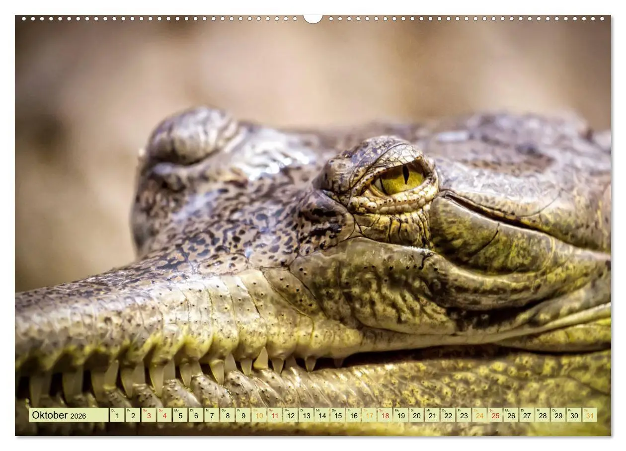 Bild: 9783457851777 | Urzeitreptilien - Krokodil (Wandkalender 2026 DIN A2 quer),...