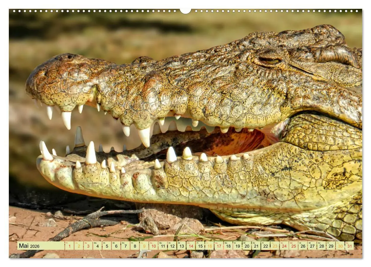 Bild: 9783457851777 | Urzeitreptilien - Krokodil (Wandkalender 2026 DIN A2 quer),...