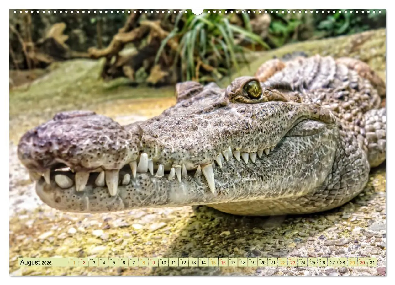 Bild: 9783457851777 | Urzeitreptilien - Krokodil (Wandkalender 2026 DIN A2 quer),...