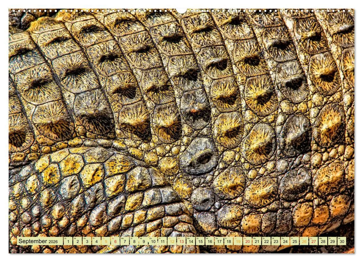 Bild: 9783457851777 | Urzeitreptilien - Krokodil (Wandkalender 2026 DIN A2 quer),...