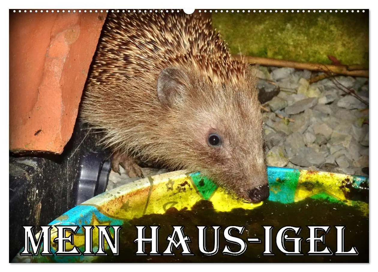 Cover: 9783457391877 | Mein Haus-Igel (Wandkalender 2026 DIN A2 quer), CALVENDO...