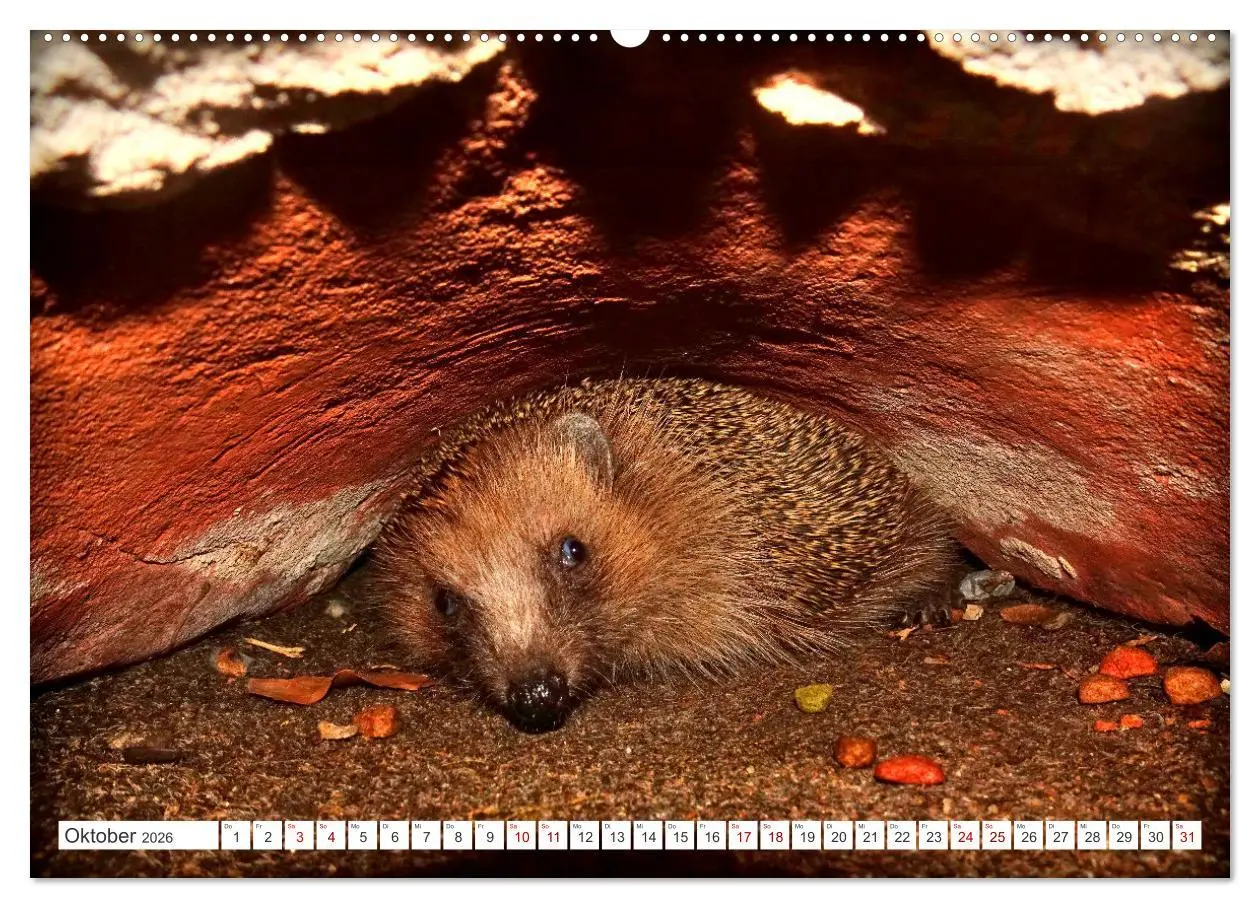 Bild: 9783457391877 | Mein Haus-Igel (Wandkalender 2026 DIN A2 quer), CALVENDO...