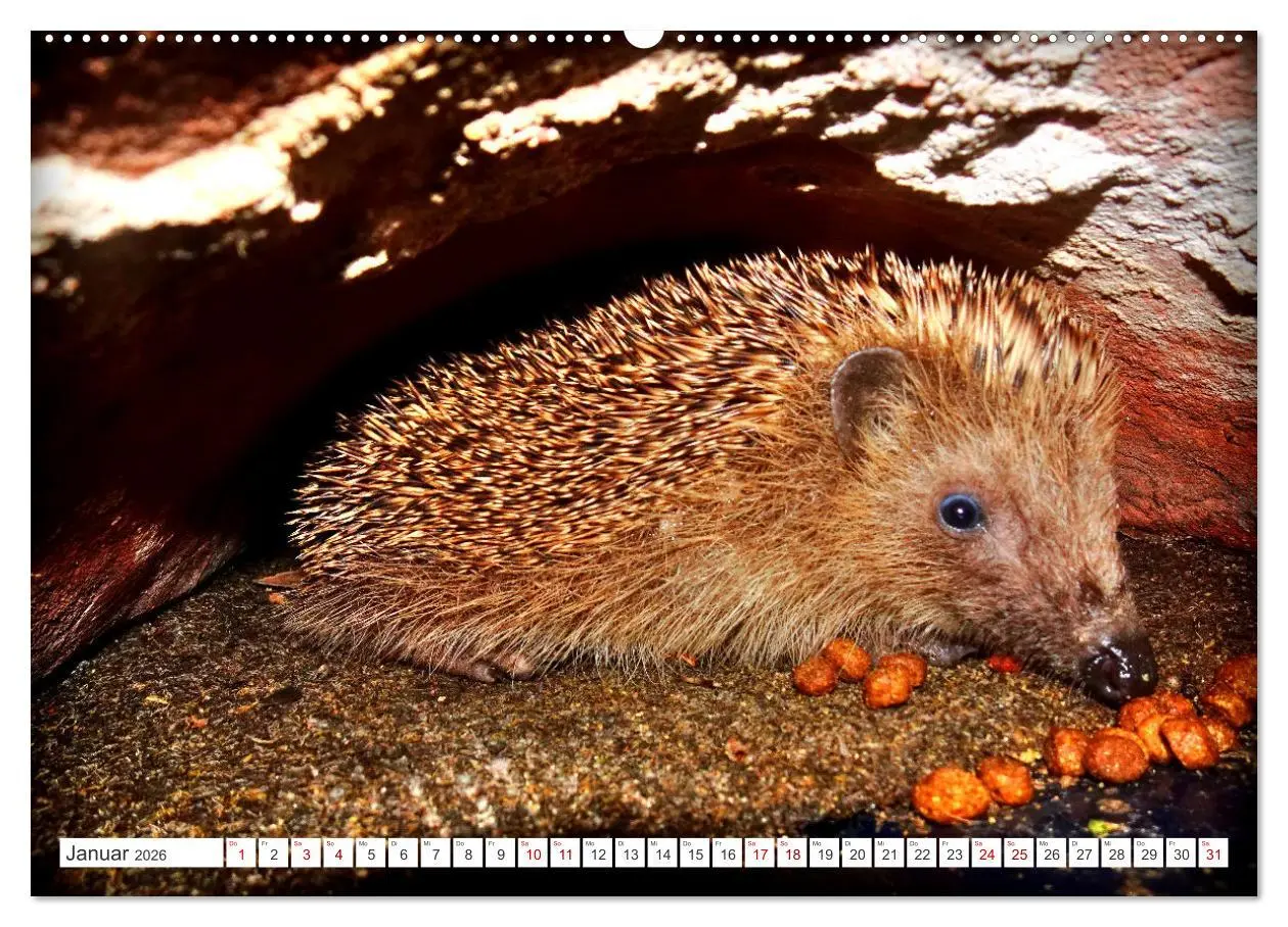 Bild: 9783457391877 | Mein Haus-Igel (Wandkalender 2026 DIN A2 quer), CALVENDO...