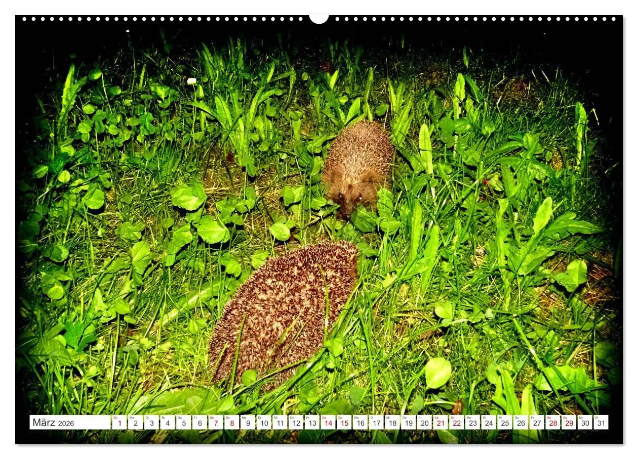 Bild: 9783457391877 | Mein Haus-Igel (Wandkalender 2026 DIN A2 quer), CALVENDO...