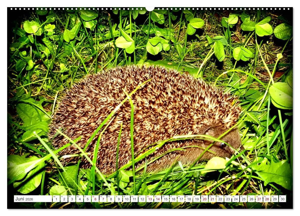Bild: 9783457391877 | Mein Haus-Igel (Wandkalender 2026 DIN A2 quer), CALVENDO...