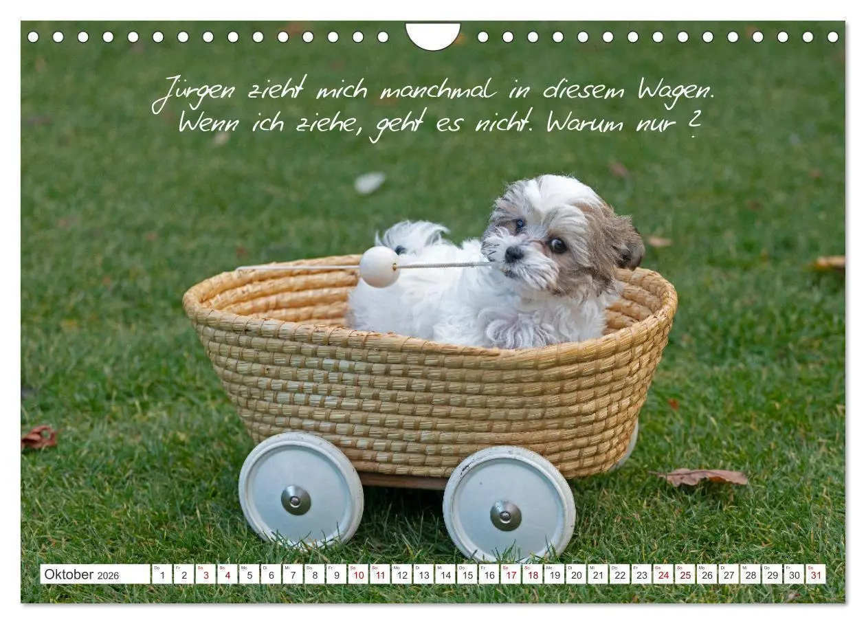Bild: 9783457601877 | Hallo, ich bin Lilly (Wandkalender 2026 DIN A4 quer), CALVENDO...