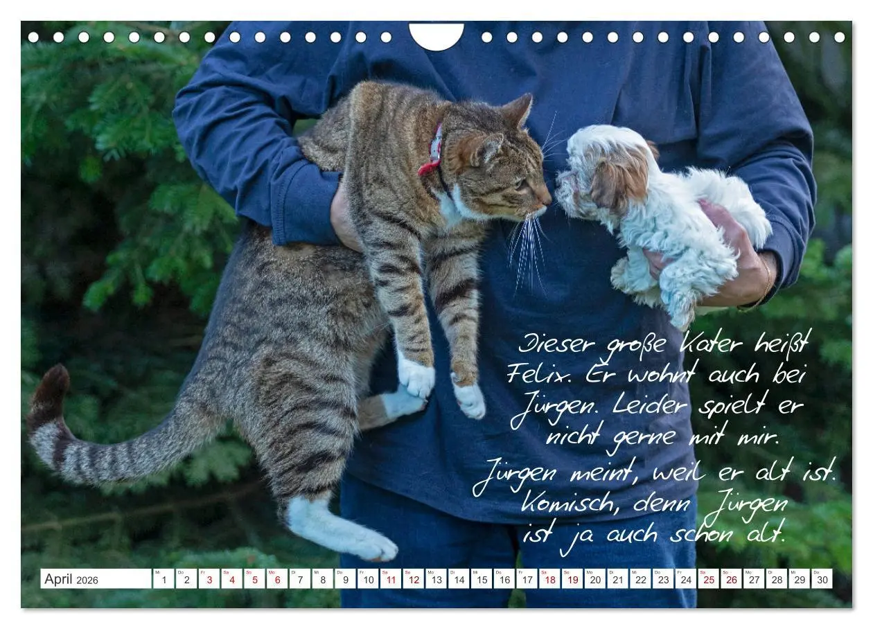 Bild: 9783457601877 | Hallo, ich bin Lilly (Wandkalender 2026 DIN A4 quer), CALVENDO...