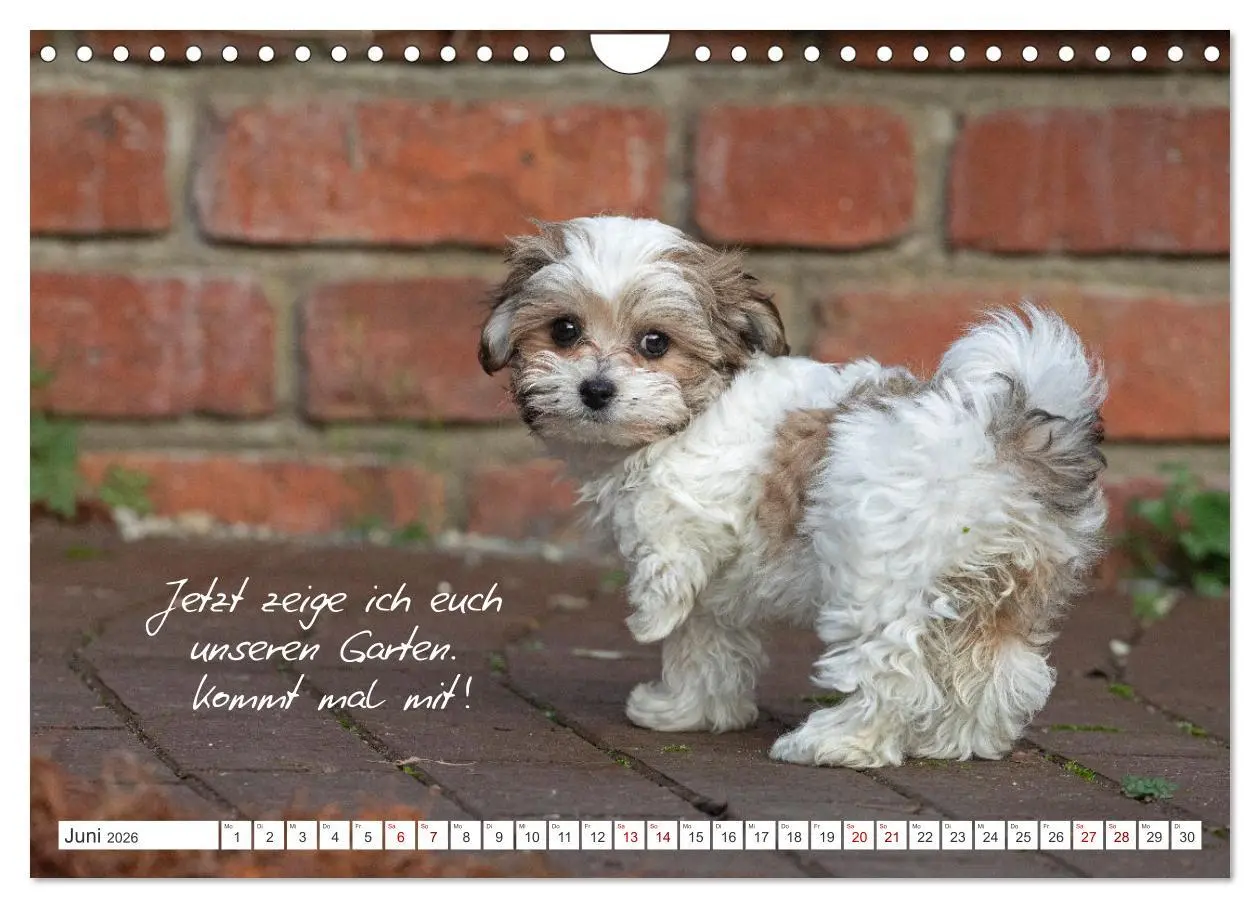 Bild: 9783457601877 | Hallo, ich bin Lilly (Wandkalender 2026 DIN A4 quer), CALVENDO...