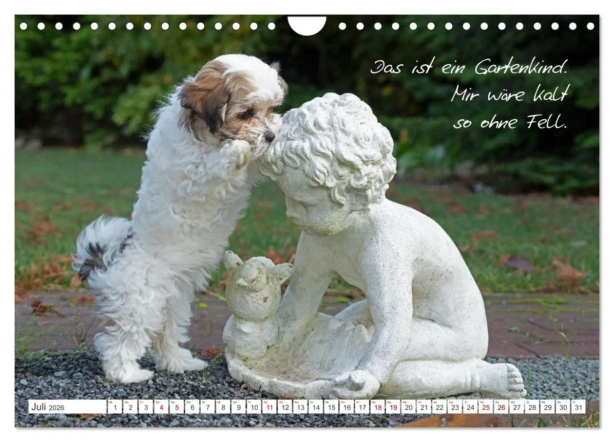 Bild: 9783457601877 | Hallo, ich bin Lilly (Wandkalender 2026 DIN A4 quer), CALVENDO...