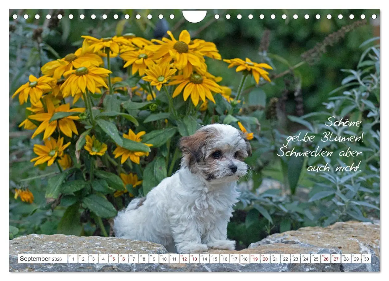 Bild: 9783457601877 | Hallo, ich bin Lilly (Wandkalender 2026 DIN A4 quer), CALVENDO...