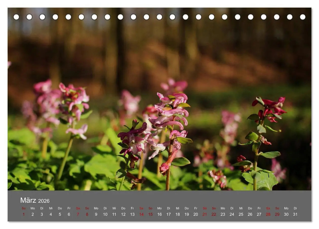 Bild: 9783457901977 | Wahner Heide - Aussichten und Begegnungen (Tischkalender 2026 DIN...