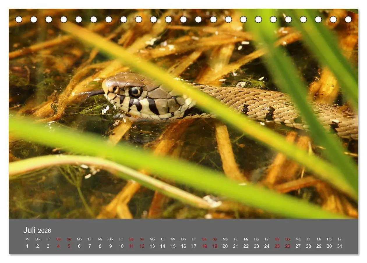Bild: 9783457901977 | Wahner Heide - Aussichten und Begegnungen (Tischkalender 2026 DIN...