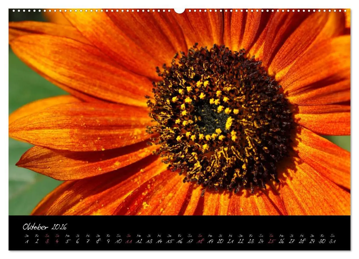 Bild: 9783516091977 | Serenade - Visuelle Musik der Blumen (hochwertiger Premium...