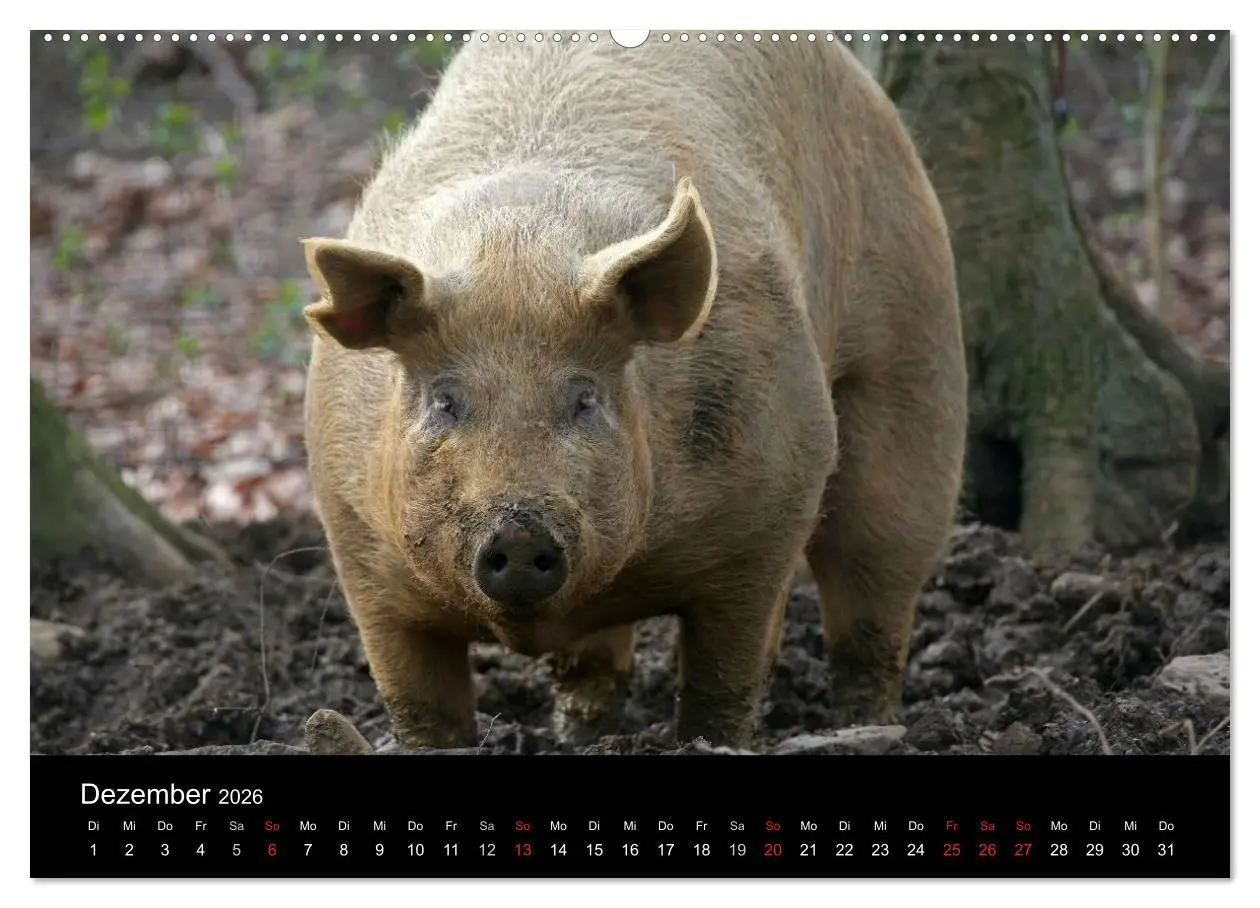 Bild: 9783516231977 | Schweinereien (Wandkalender 2026 DIN A2 quer), CALVENDO Monatskalender
