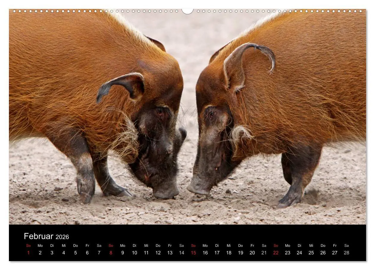 Bild: 9783516231977 | Schweinereien (Wandkalender 2026 DIN A2 quer), CALVENDO Monatskalender