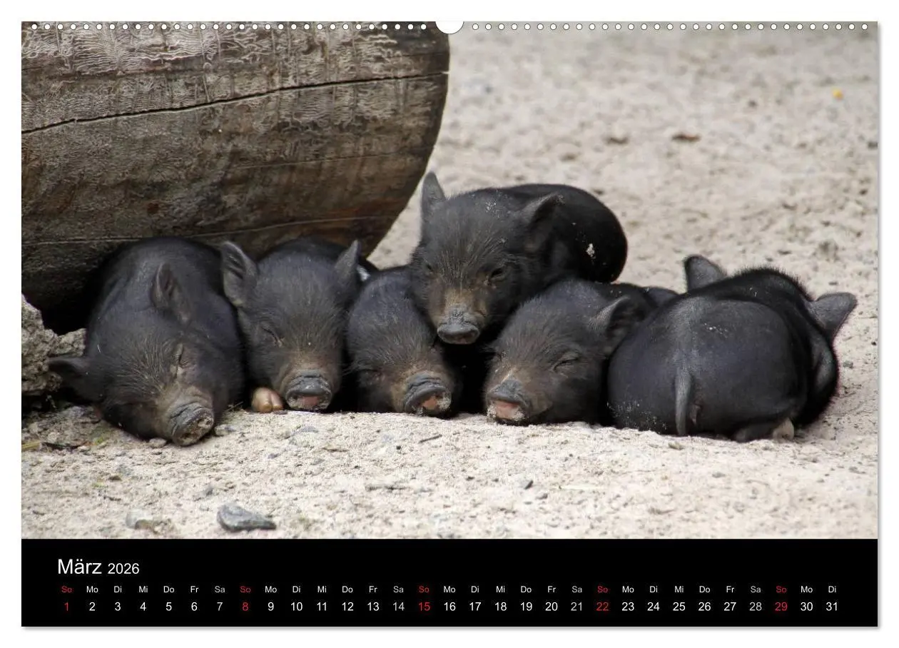 Bild: 9783516231977 | Schweinereien (Wandkalender 2026 DIN A2 quer), CALVENDO Monatskalender