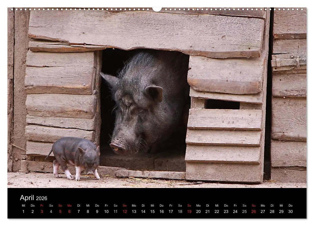 Bild: 9783516231977 | Schweinereien (Wandkalender 2026 DIN A2 quer), CALVENDO Monatskalender