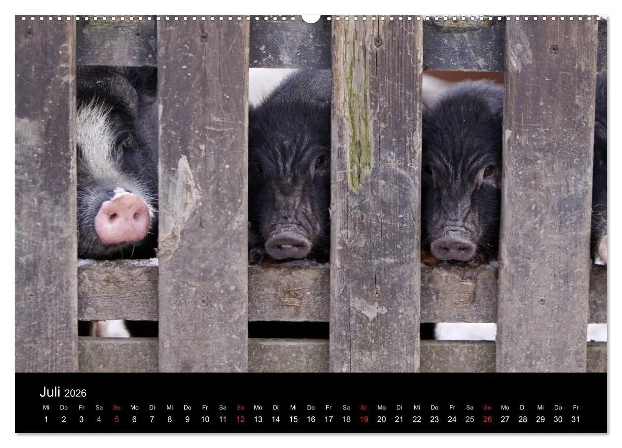 Bild: 9783516231977 | Schweinereien (Wandkalender 2026 DIN A2 quer), CALVENDO Monatskalender