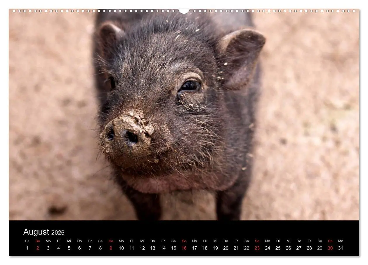 Bild: 9783516231977 | Schweinereien (Wandkalender 2026 DIN A2 quer), CALVENDO Monatskalender