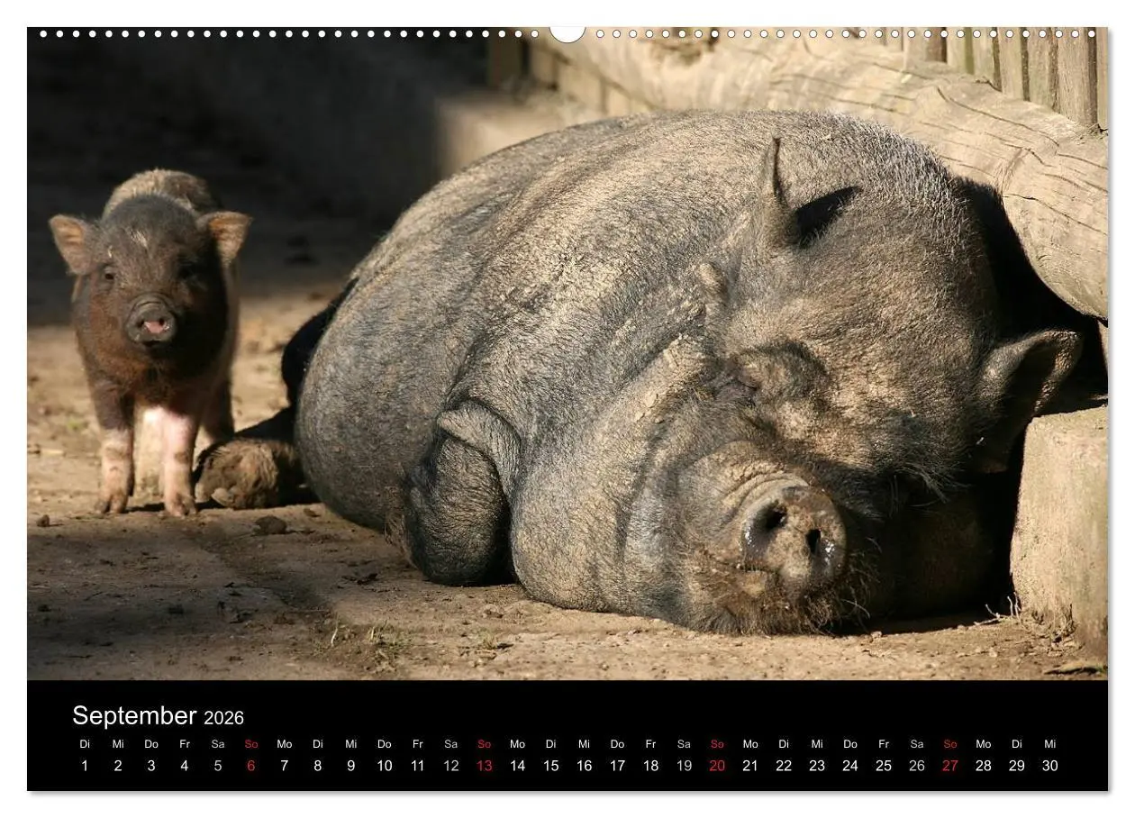 Bild: 9783516231977 | Schweinereien (Wandkalender 2026 DIN A2 quer), CALVENDO Monatskalender
