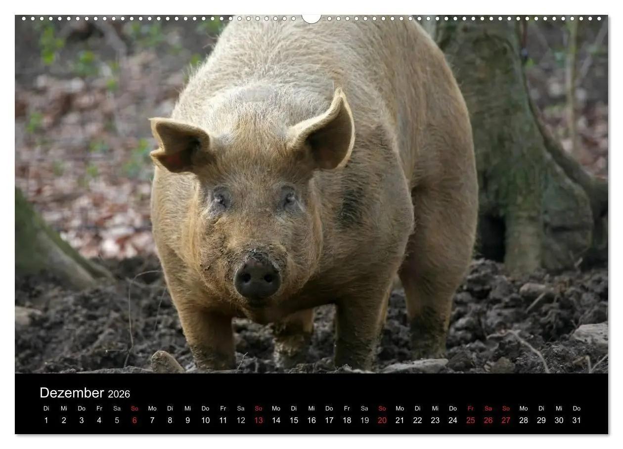 Bild: 9783516231977 | Schweinereien (Wandkalender 2026 DIN A2 quer), CALVENDO Monatskalender
