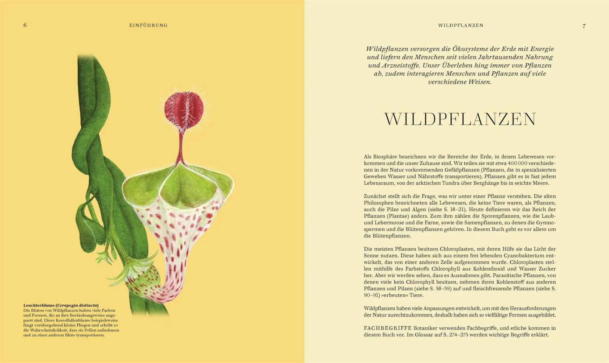 Bild: 9783831051977 | Wildpflanzen | Chris Thorogood | Buch | 288 S. | Deutsch | 2026