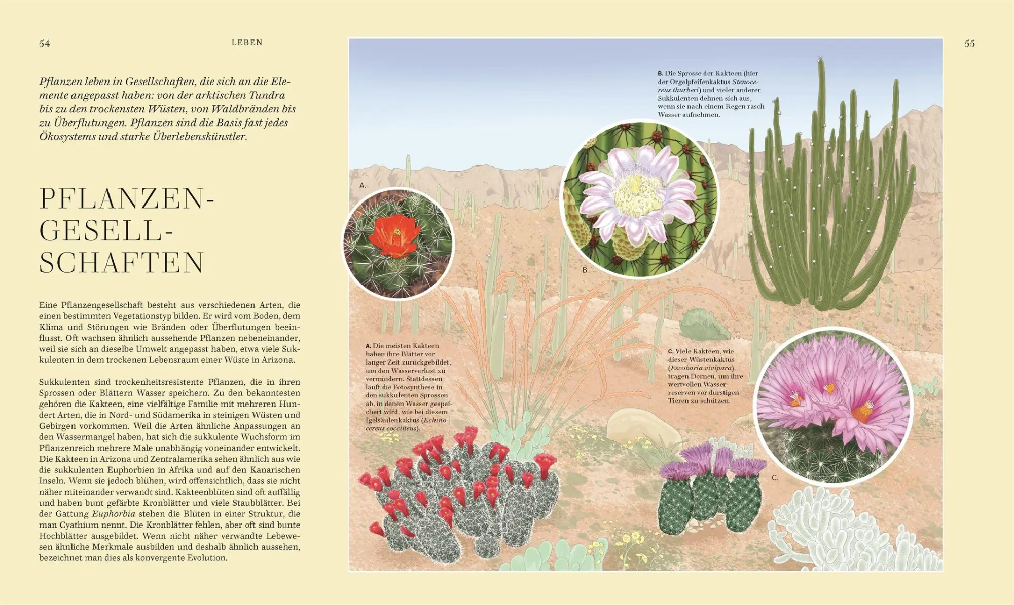Bild: 9783831051977 | Wildpflanzen | Chris Thorogood | Buch | 288 S. | Deutsch | 2026