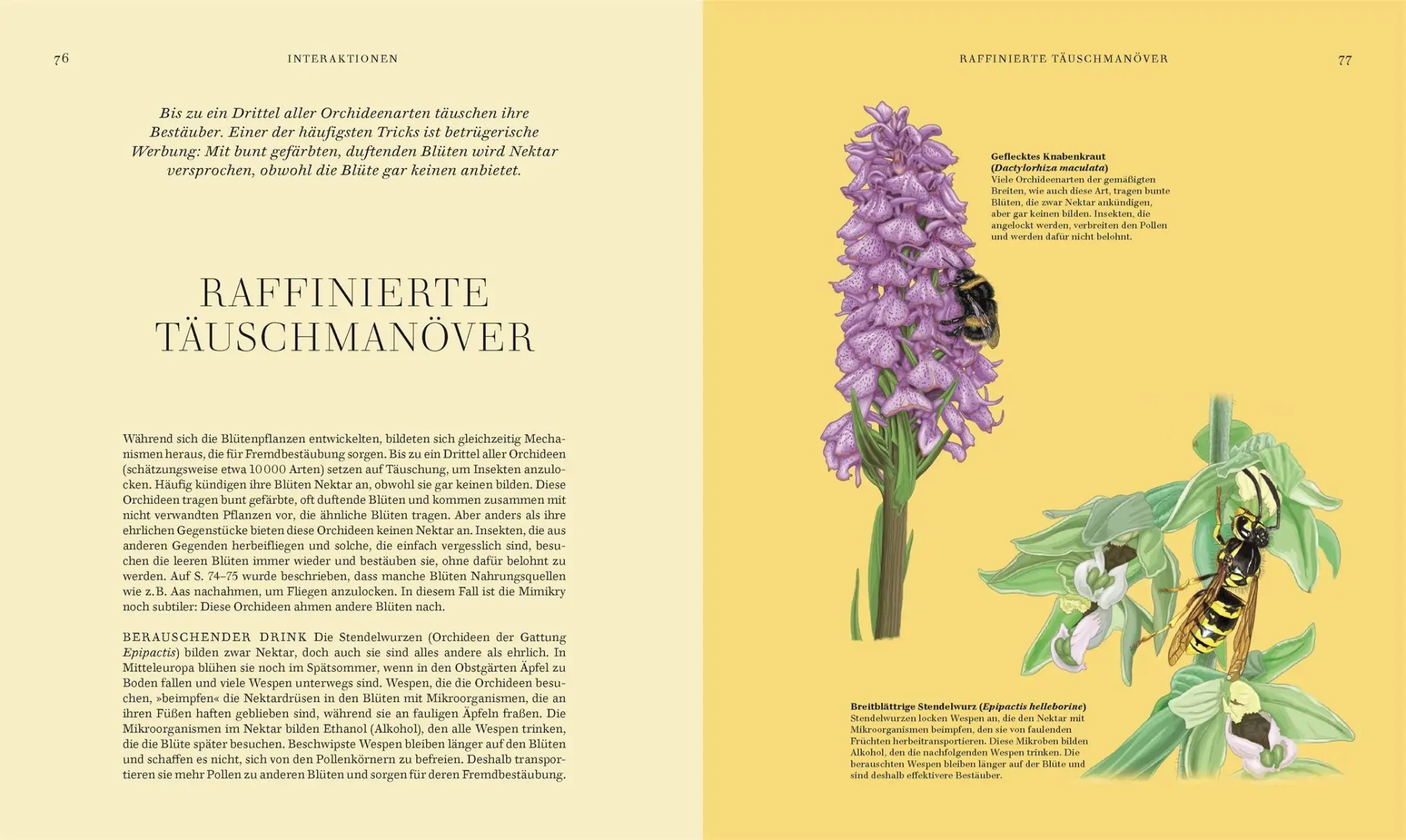 Bild: 9783831051977 | Wildpflanzen | Chris Thorogood | Buch | 288 S. | Deutsch | 2026