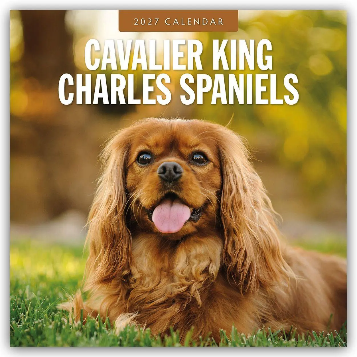 Cover: 9781837012077 | Cavalier King Charles Spaniels - Cavalier King Charles Spaniel 2027...