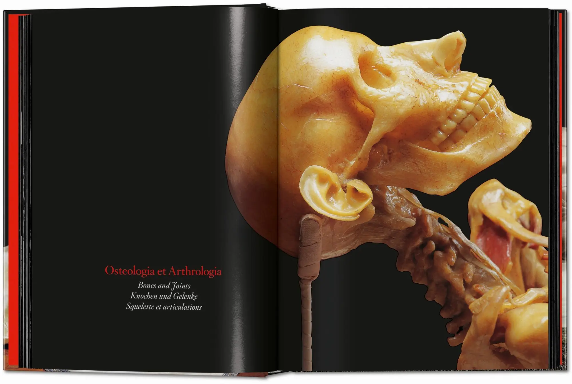 Bild: 9783754402177 | Anatomical Waxes | Marta Poggesi | Buch | 45th Edition | 512 S. | 2025