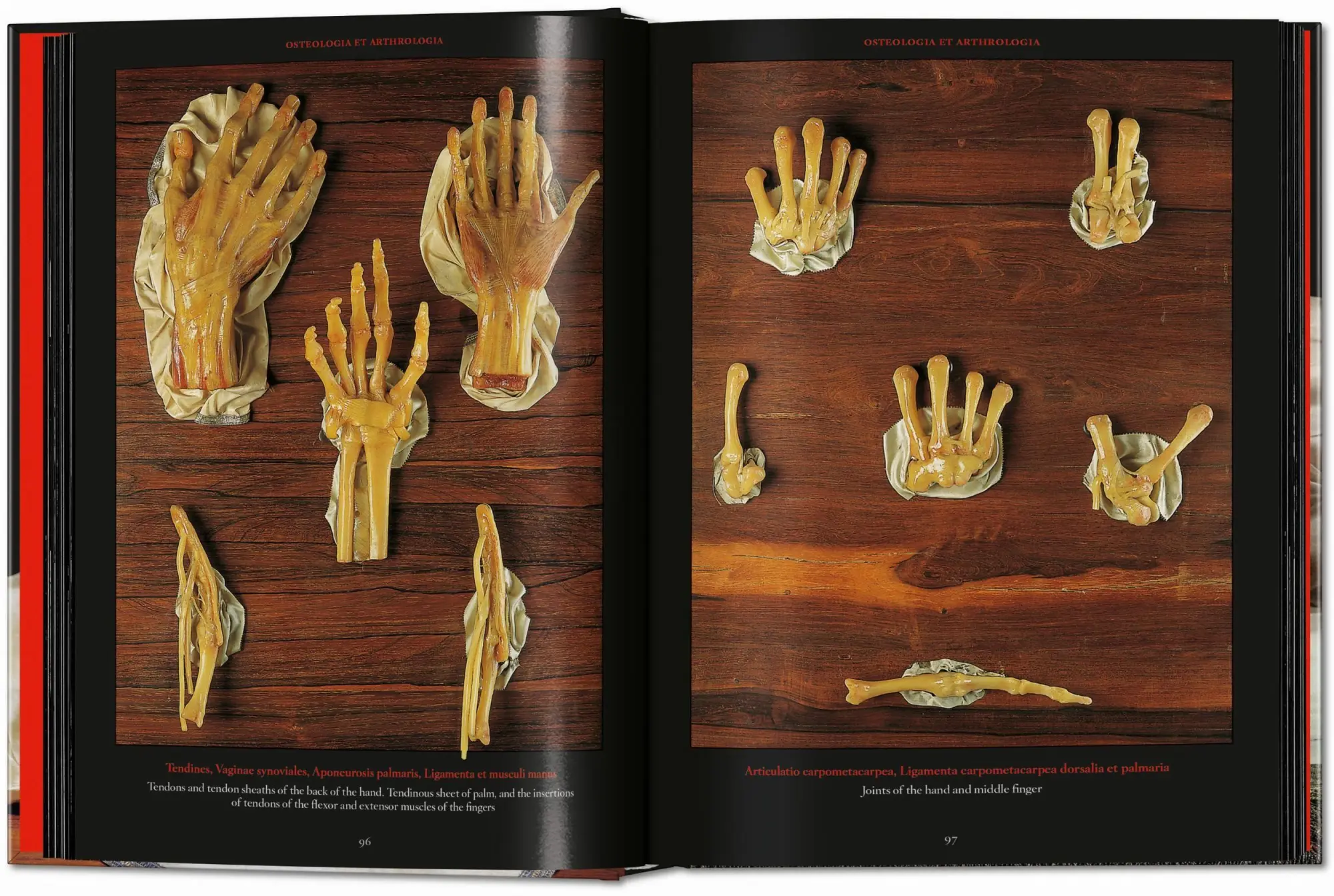Bild: 9783754402177 | Anatomical Waxes | Marta Poggesi | Buch | 45th Edition | 512 S. | 2025