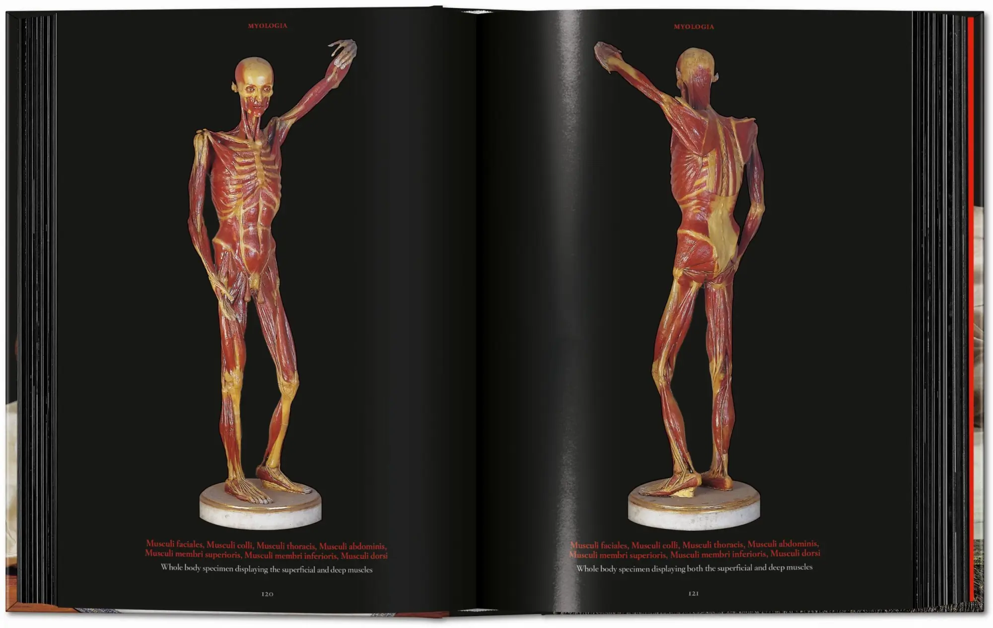 Bild: 9783754402177 | Anatomical Waxes | Marta Poggesi | Buch | 45th Edition | 512 S. | 2025